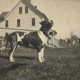 Boston Terrier on the Lawn, Old RPPC