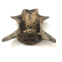 Wonderful Carved Vertebrae Head with Hat