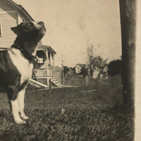 Boston Terrier on the Lawn, Old RPPC