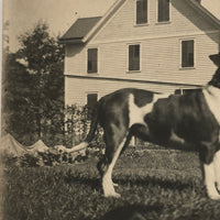 Boston Terrier on the Lawn, Old RPPC