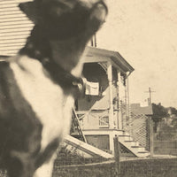 Boston Terrier on the Lawn, Old RPPC