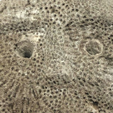 Atoni West Timorese Small Fossilized Coral Mask