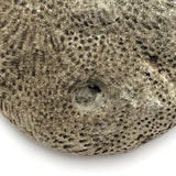 Atoni West Timorese Small Fossilized Coral Mask