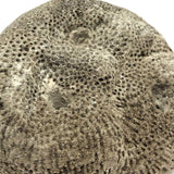 Atoni West Timorese Small Fossilized Coral Mask