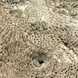 Atoni West Timorese Small Fossilized Coral Mask