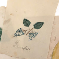 Charming Group of 19th C. Schoolgirl Watercolors of Fruits - Sold as a Set