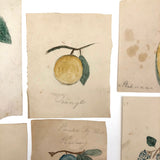 Charming Group of 19th C. Schoolgirl Watercolors of Fruits - Sold as a Set