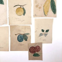 Charming Group of 19th C. Schoolgirl Watercolors of Fruits - Sold as a Set