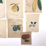 Charming Group of 19th C. Schoolgirl Watercolors of Fruits - Sold as a Set