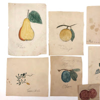 Charming Group of 19th C. Schoolgirl Watercolors of Fruits - Sold as a Set