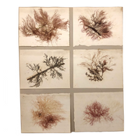Victorian Pressed Sea Moss  - Set of Six Specimens, Mounted