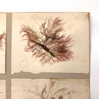 Victorian Pressed Sea Moss  - Set of Six Specimens, Mounted