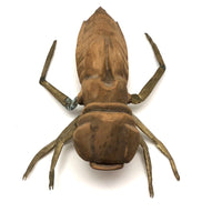 Crazy Giant Carved Cicada with Cast Brass Legs