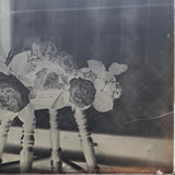 Roses in Window (3 of 3) Glass Plate Negative