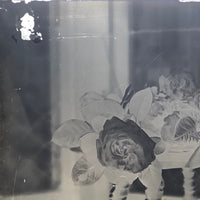 Roses in Window (3 of 3) Glass Plate Negative