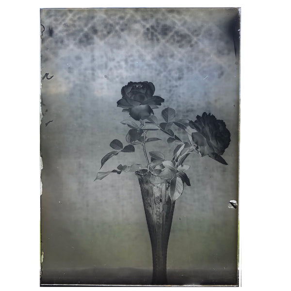 Roses in Window (1 of 3) Glass Plate Negative