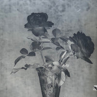 Roses in Window (1 of 3) Glass Plate Negative