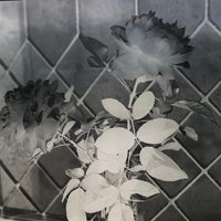 Roses in Window (2 of 3) Glass Plate Negative