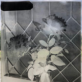Roses in Window (2 of 3) Glass Plate Negative
