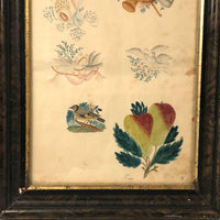 SOLD Lovely Antique Watercolor with Six Theorem Sketches - Shells, Harp, Birds, Pears