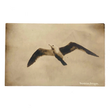 Seagull, Seaside, Oregon, Antique Real Photo Postcard