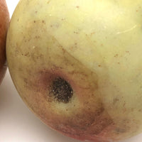 Fantastic Old Stone Fruit Persimmon and Worm Eaten Pear