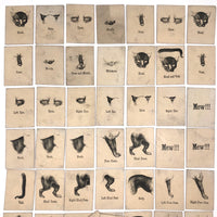 Rare, Curious Victorian Parts of a Cat Card Game - 51 Cards