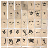 Rare, Curious Victorian Parts of a Cat Card Game - 51 Cards
