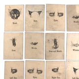 Rare, Curious Victorian Parts of a Cat Card Game - 51 Cards