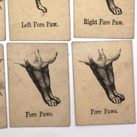 Rare, Curious Victorian Parts of a Cat Card Game - 51 Cards