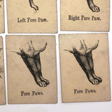 Rare, Curious Victorian Parts of a Cat Card Game - 51 Cards