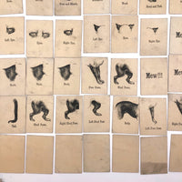 Rare, Curious Victorian Parts of a Cat Card Game - 51 Cards