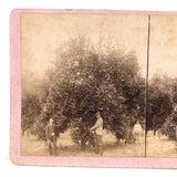Early MM & WH Gardner "Florida Views" Stereoview, Men with Orange Tree