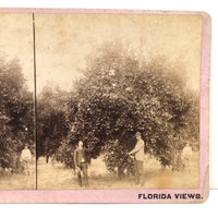 Early MM & WH Gardner "Florida Views" Stereoview, Men with Orange Tree