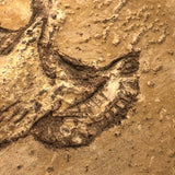 Folk Art Pyrographed Flying Pheasant on Fungus Conk
