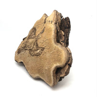 Folk Art Pyrographed Flying Pheasant on Fungus Conk