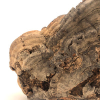 Folk Art Pyrographed Flying Pheasant on Fungus Conk