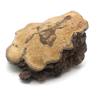 Folk Art Pyrographed Flying Pheasant on Fungus Conk