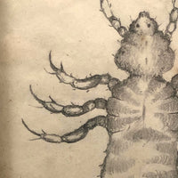Antique Pencil Drawing of Louse in Lemon Gold Frame