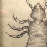 Antique Pencil Drawing of Louse in Lemon Gold Frame