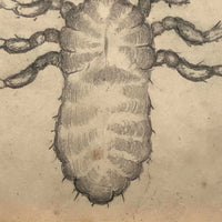 Antique Pencil Drawing of Louse in Lemon Gold Frame