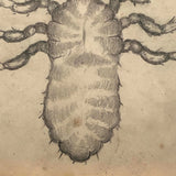 Antique Pencil Drawing of Louse in Lemon Gold Frame