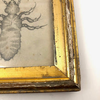 Antique Pencil Drawing of Louse in Lemon Gold Frame