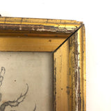 Antique Pencil Drawing of Louse in Lemon Gold Frame