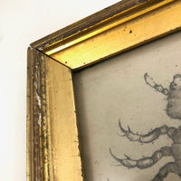 Antique Pencil Drawing of Louse in Lemon Gold Frame