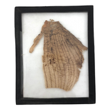 Lovely Old Handmade Glass Slide of Dress-like Specimen