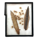 Seeds and Pod, Lovely Old Handmade Glass Slide