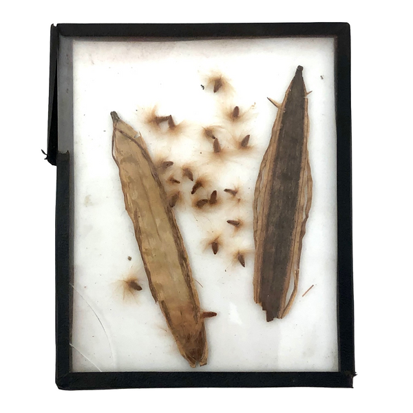 Seeds and Pod, Lovely Old Handmade Glass Slide