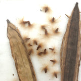 Seeds and Pod, Lovely Old Handmade Glass Slide