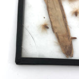 Seeds and Pod, Lovely Old Handmade Glass Slide